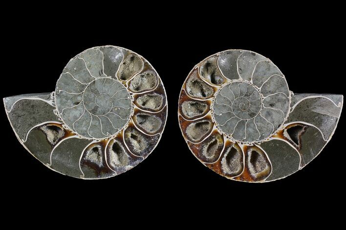 Cut & Polished Ammonite (Anapuzosia?) Pair - Madagascar #77323